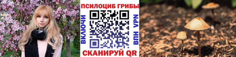 Купить закладки  Пущино  Псилоцибиновые грибы Psilocybine cubensis 